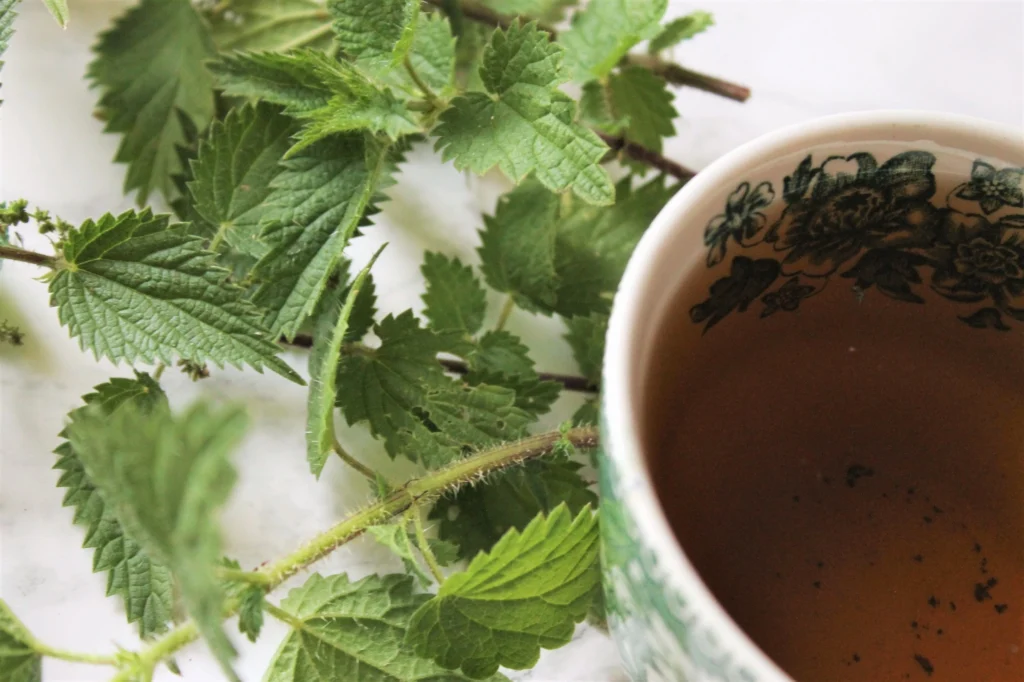 nettle sting leaves and tea
