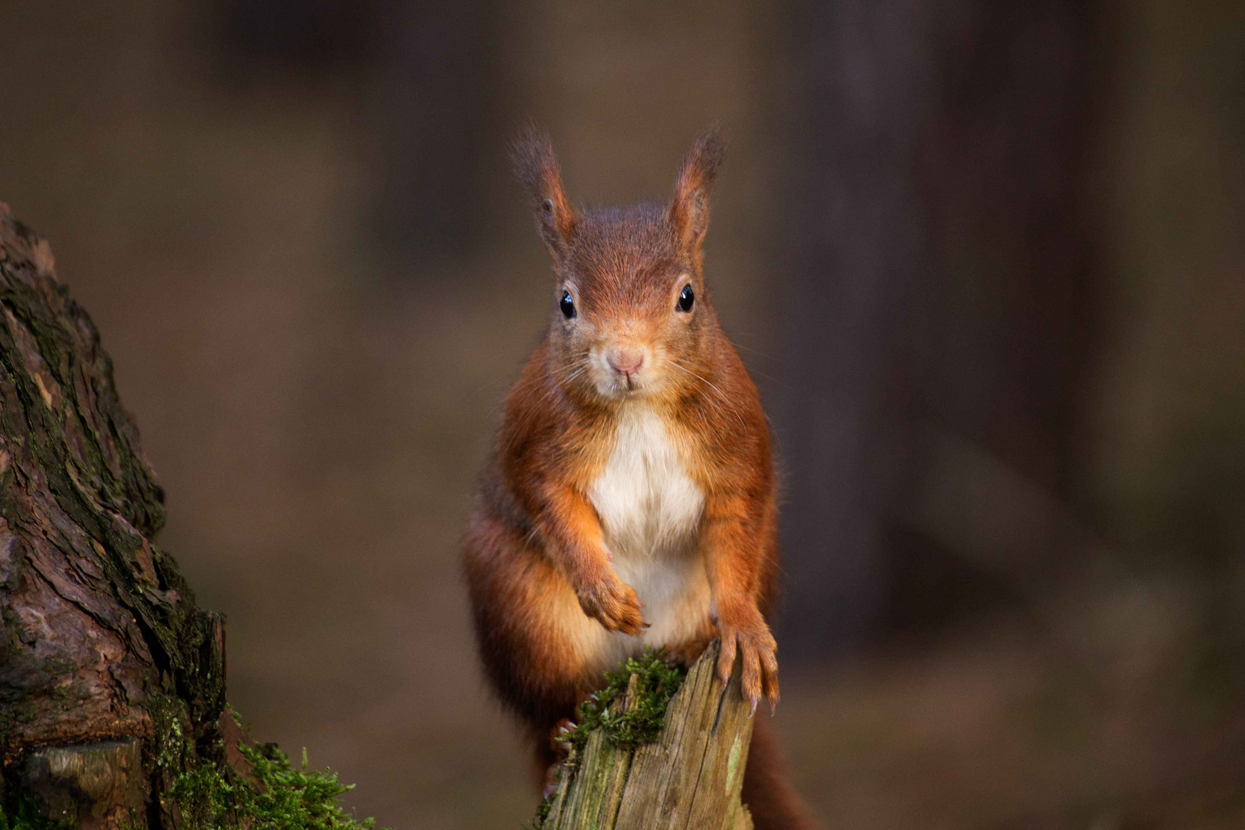 red squirrel formby forest