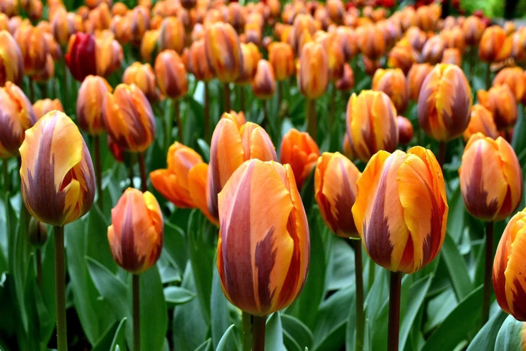 princess irene netherlands tulip variety