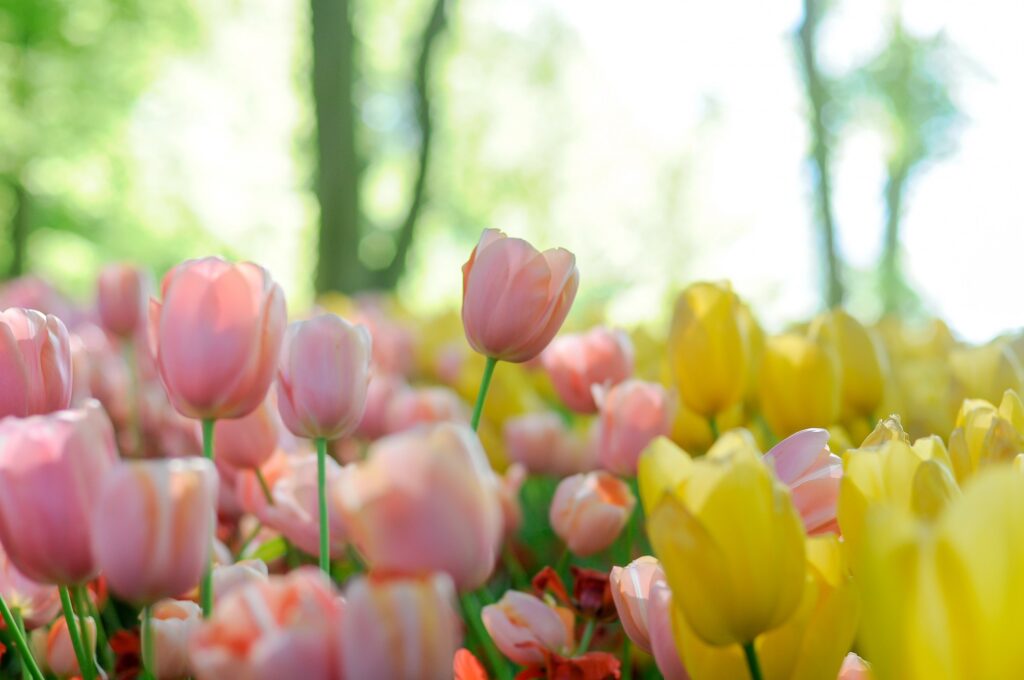 best tulip varieties