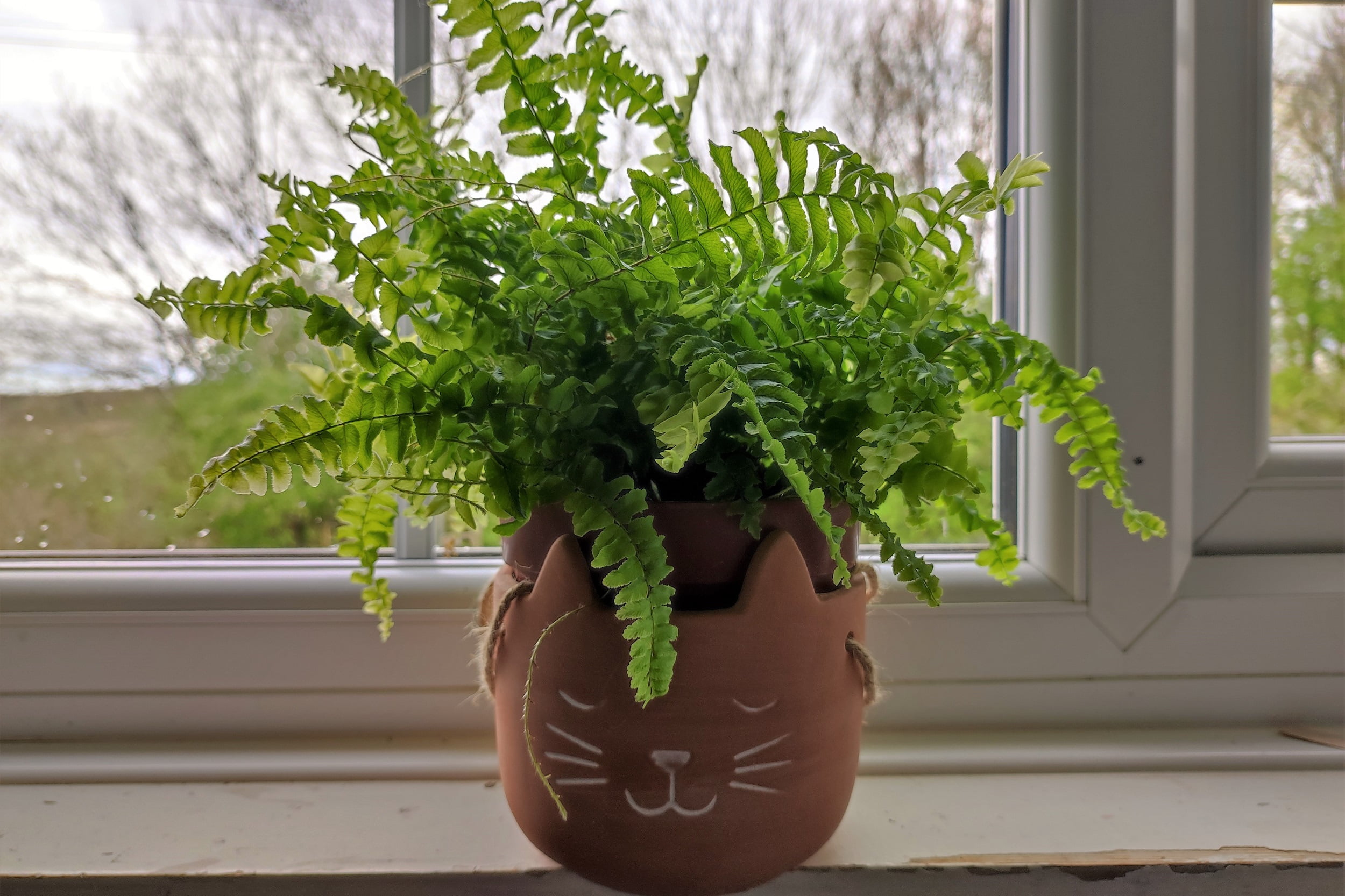 5 Tips to Help Your Boston Fern Thrive