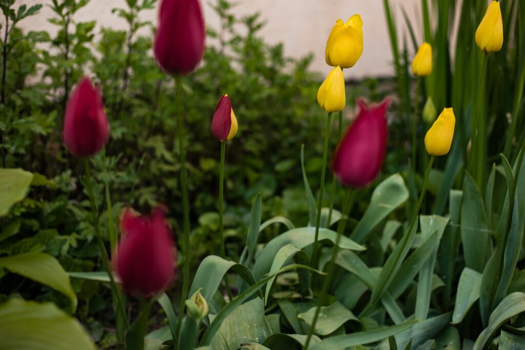 tulips by jovan vasiljevic