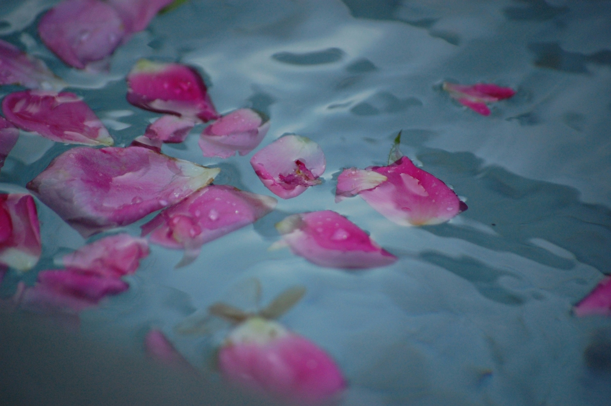 rose petals floating in water for a tea bath